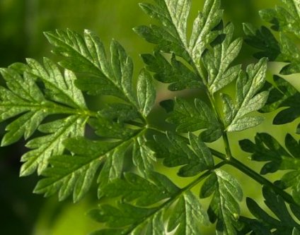 Die Kraft der Natur – Bio-Supplements für dein Wohlbefinden